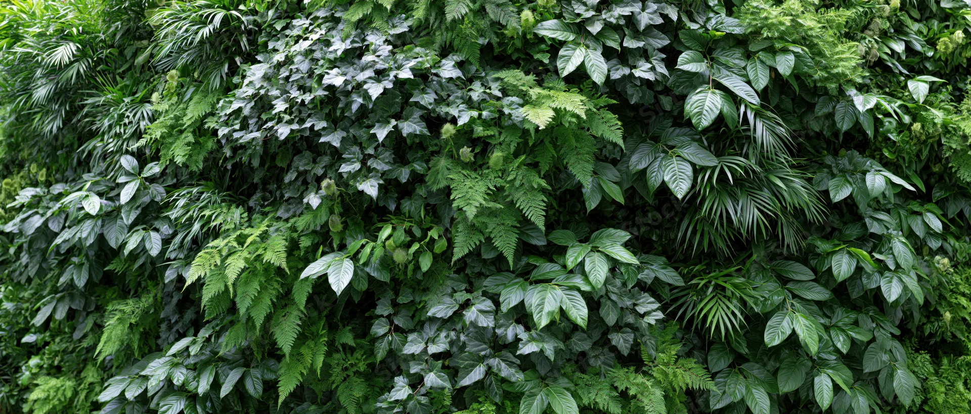 Dense green wall covered in mixed tropical foliage and ferns