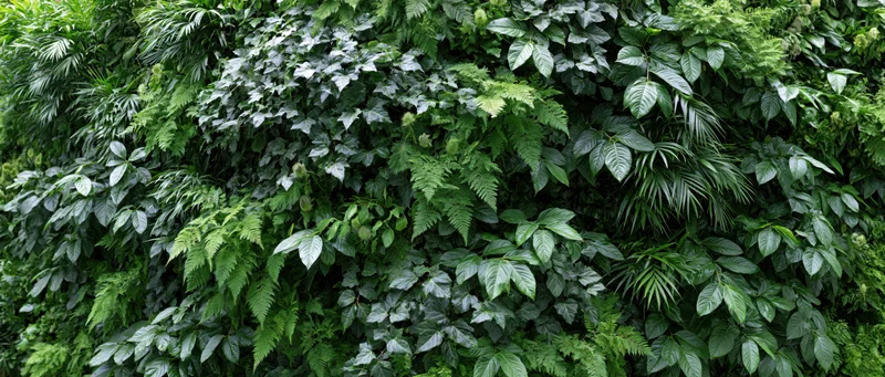 Dense green wall covered in mixed tropical foliage and ferns