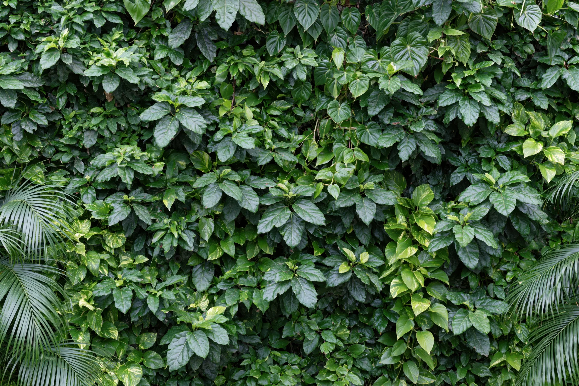 Dense green wall covered in tropical ivy and foliage