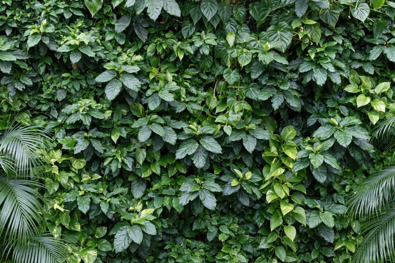 Dense green wall covered in tropical ivy and foliage