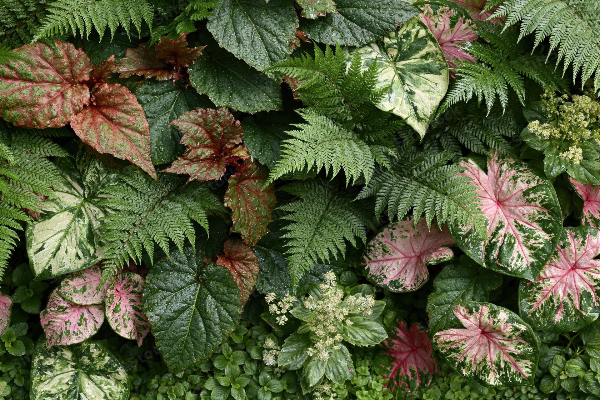 Dense mixed tropical foliage filling the frame with varied green, pink and white leaves