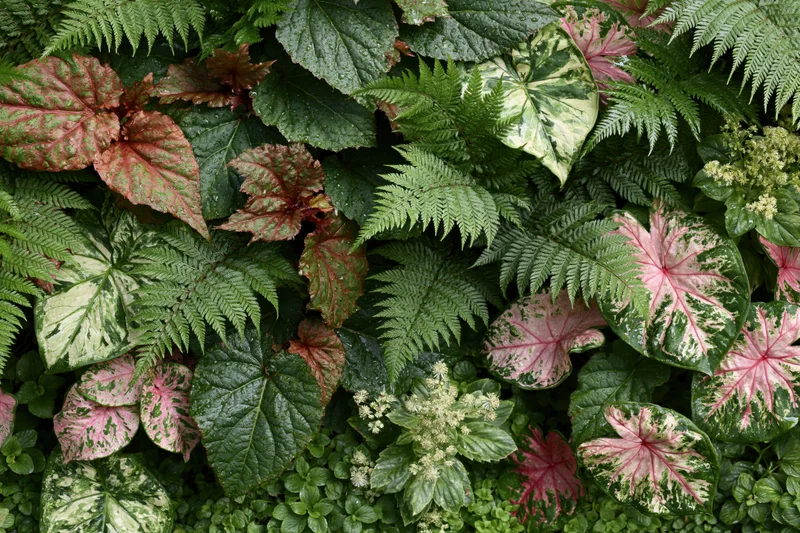 Dense mixed tropical foliage filling the frame with varied green, pink and white leaves