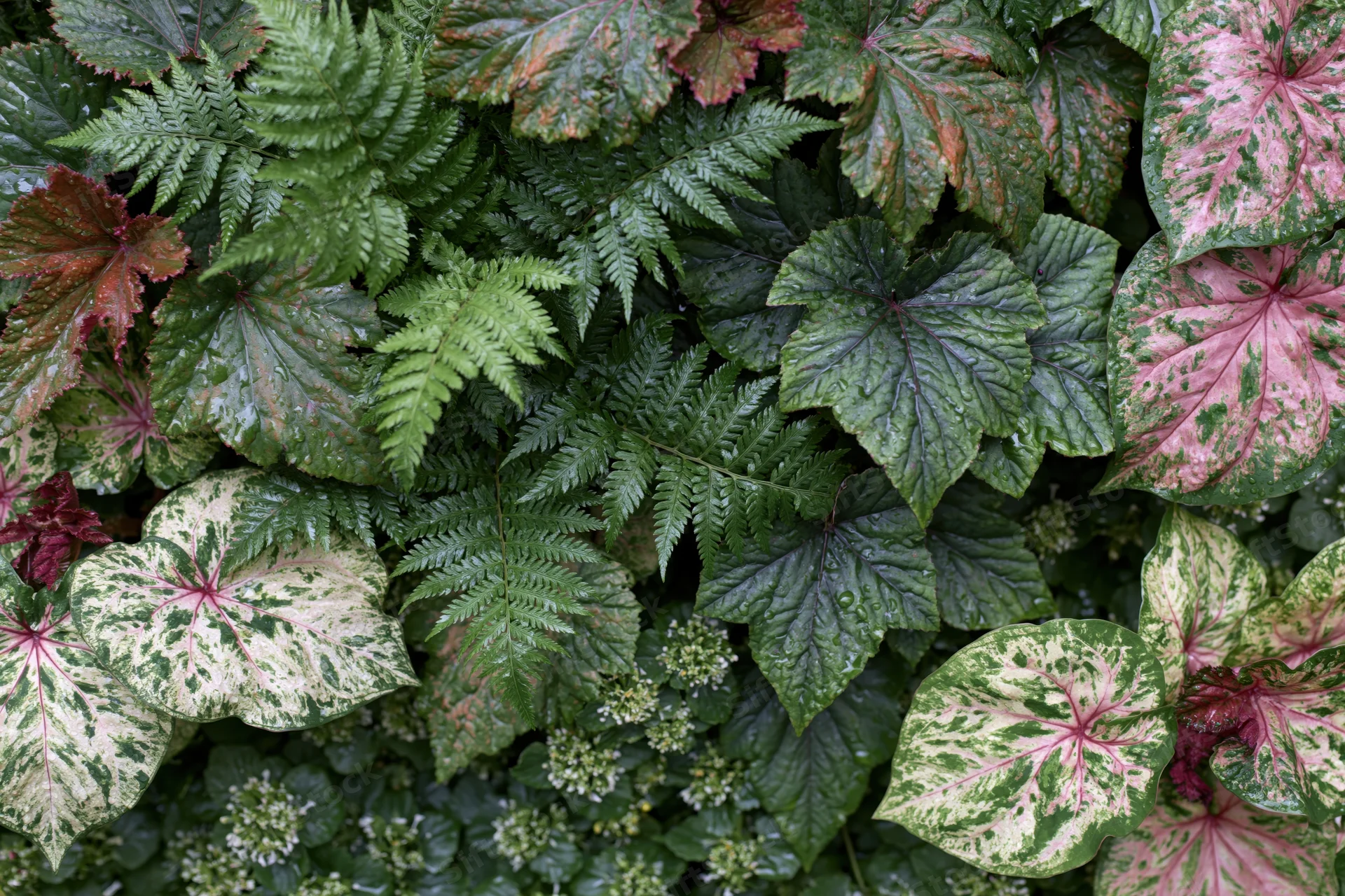 Dense tropical foliage with variegated leaves and ferns filling the frame