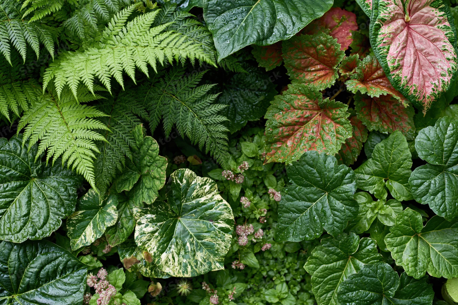 Dense tropical foliage filling the frame with varied green and pink leaves in a lush garden setting