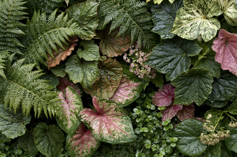 Dense tropical foliage with ferns, caladiums and hostas filling the frame