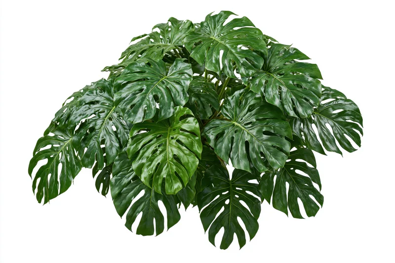 Dense cluster of monstera deliciosa plant with large split leaves isolated on white