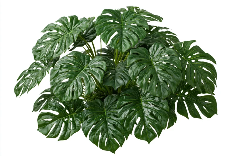 Dense cluster of monstera deliciosa plant with large split leaves isolated on white background
