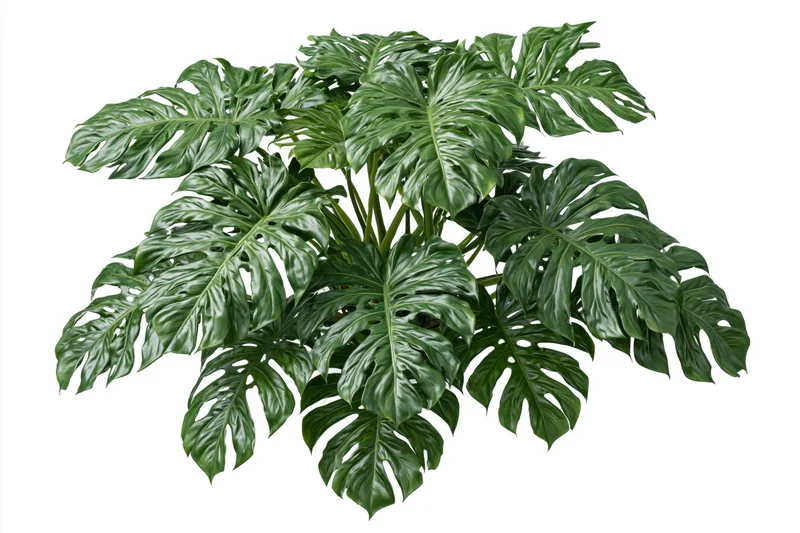 Dense cluster of monstera deliciosa plant with large split leaves isolated on white