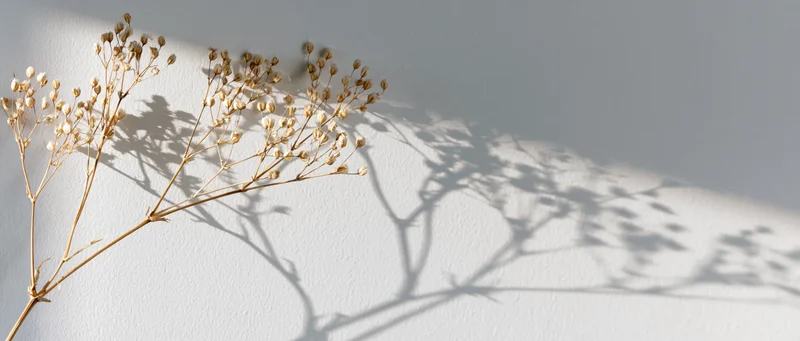 Dried gypsophila stems casting soft shadows on a white wall