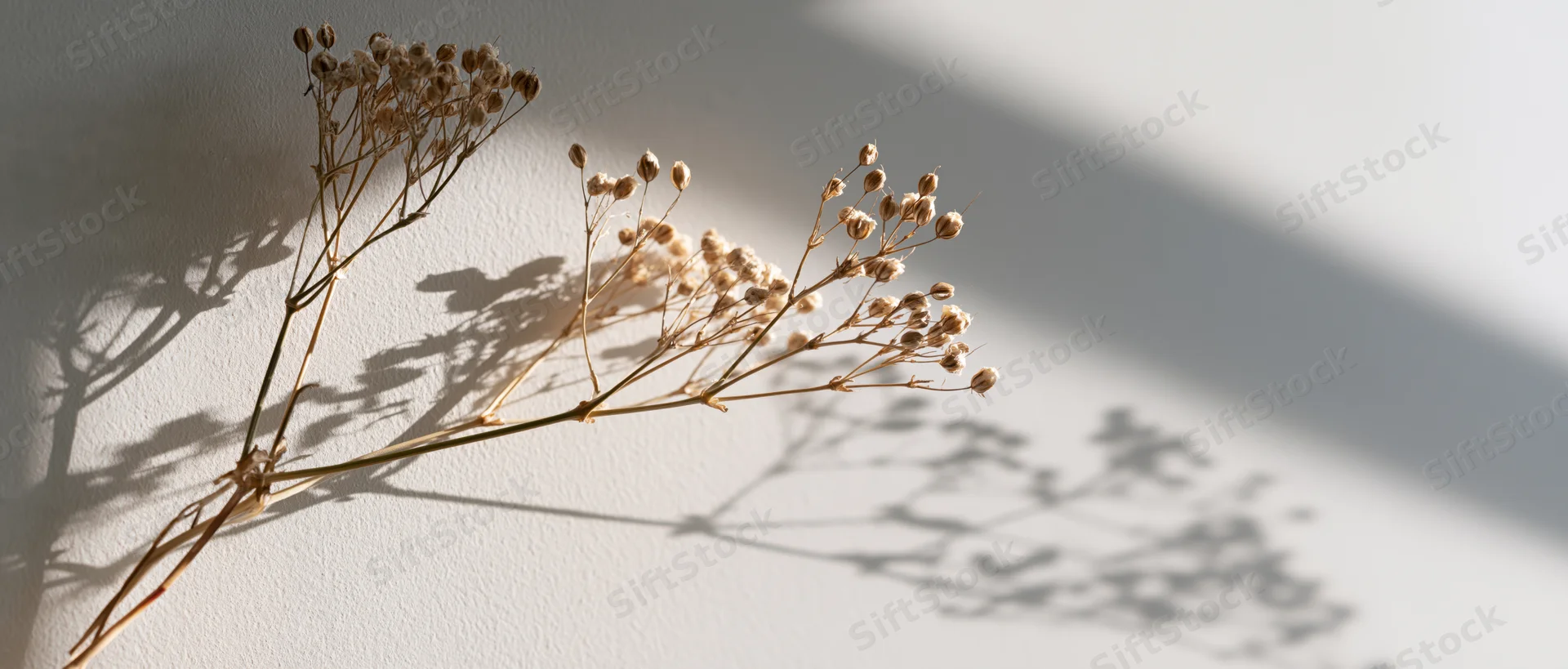 Dried gypsophila stems with seed pods casting soft shadows on a white wall