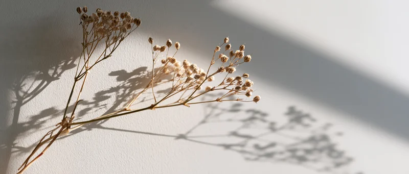 Dried gypsophila stems with seed pods casting soft shadows on a white wall
