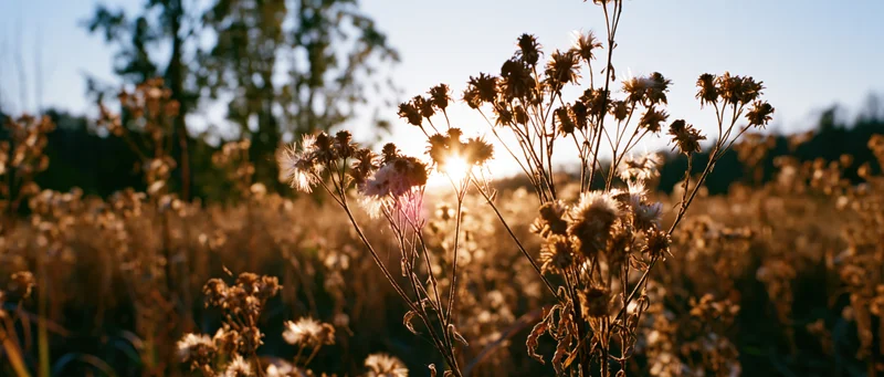 Dried wildflowers and seed heads in a sunlit meadow at golden hour