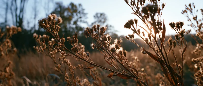Dried wildflowers with seed heads in a meadow at golden hour