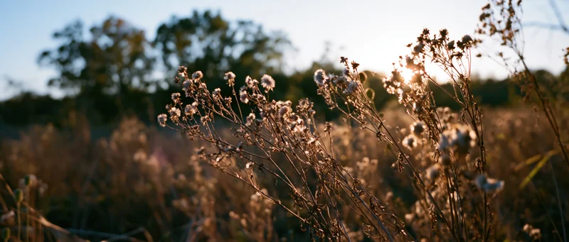Dried wildflowers and seed heads in a meadow at sunset