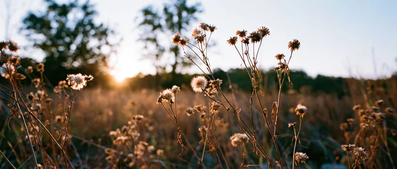 Dried wildflowers and seed heads in a meadow at sunset