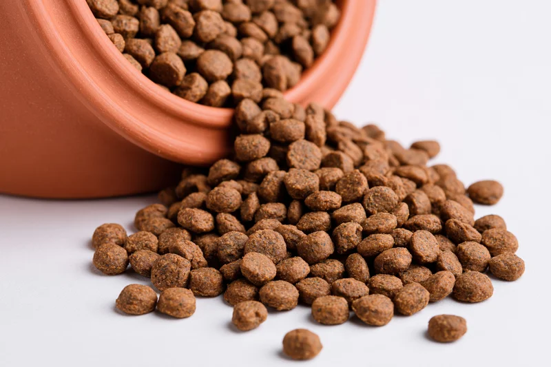 Dry pet food kibble spilling from a terracotta ceramic bowl on white surface