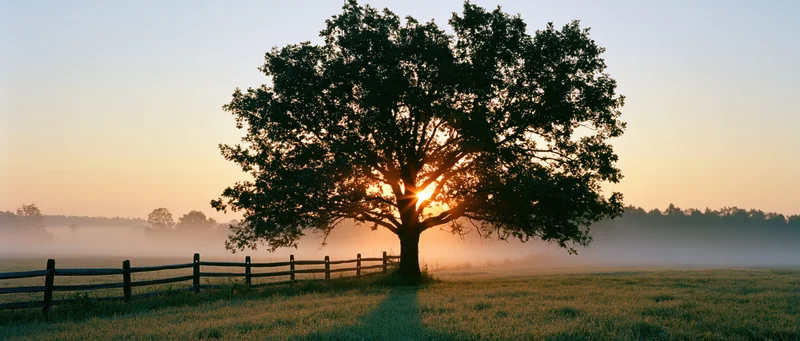 Large leafy tree silhouetted against sunrise in a foggy field with a wooden fence