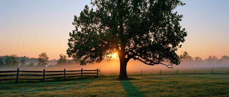 Sunrise bursting through a large leafy tree in a foggy field beside a wooden fence