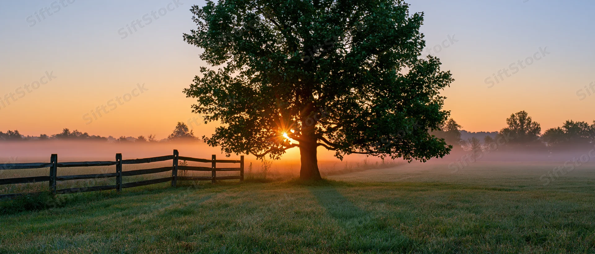 Sunrise bursting through a large leafy tree in a foggy field beside a wooden fence