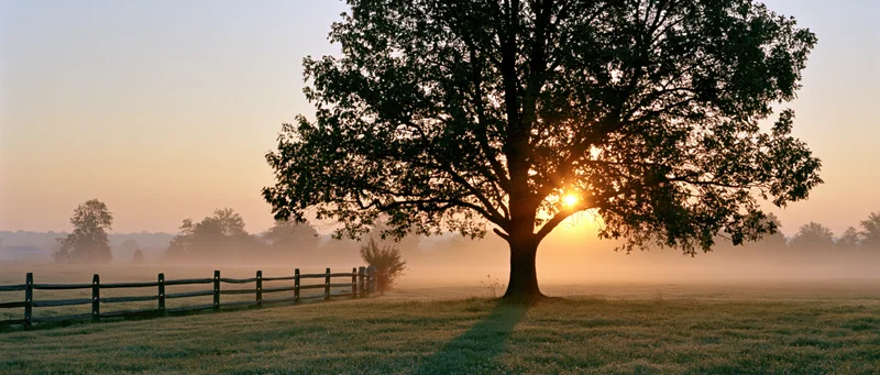 Sunrise bursting through a large leafy tree in a misty rural field with a wooden fence