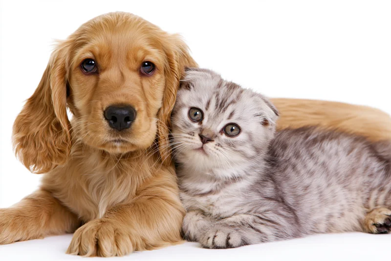 Englishcocker spaniel puppy lying down and nuzzling a small scottish fold kitten on white background