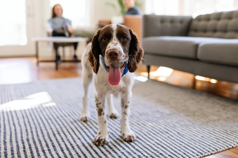 English springer spaniel puppy standing on striped rug in living room with couch and natural light