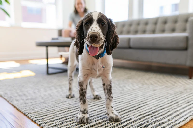 English springer spaniel puppy standing on striped rug in living room with woman blurred in background