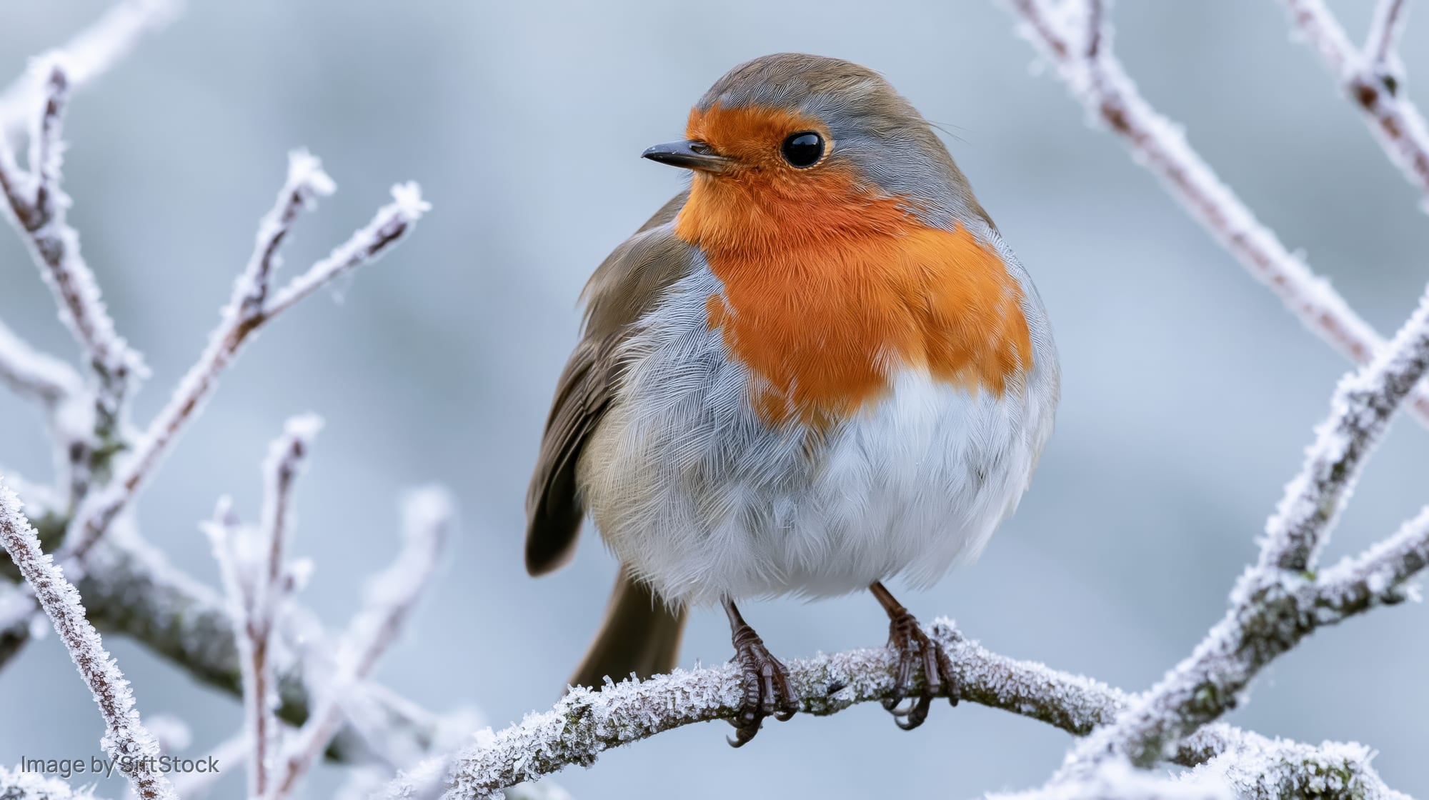 European robin perched on frost-covered branch in winter landscape