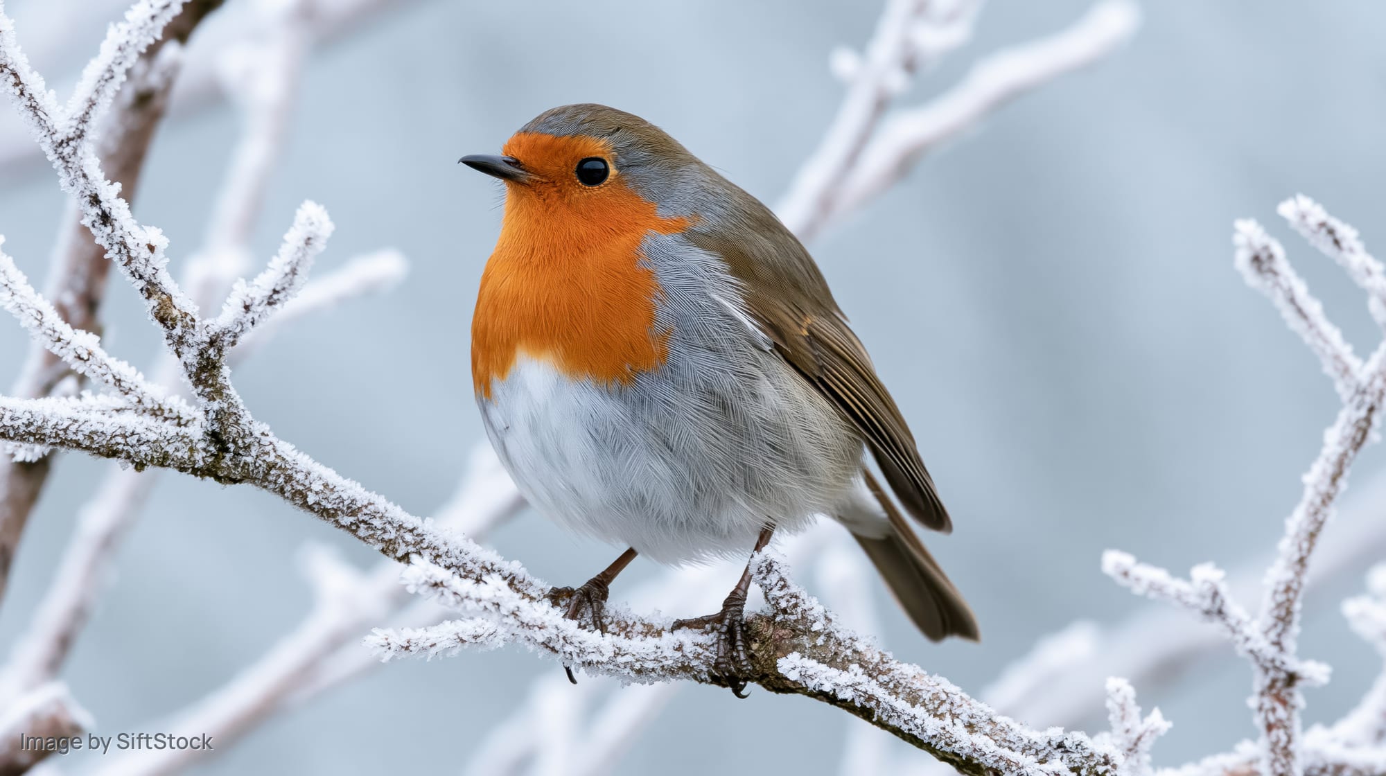 European robin perched on frost-covered branch in winter landscape