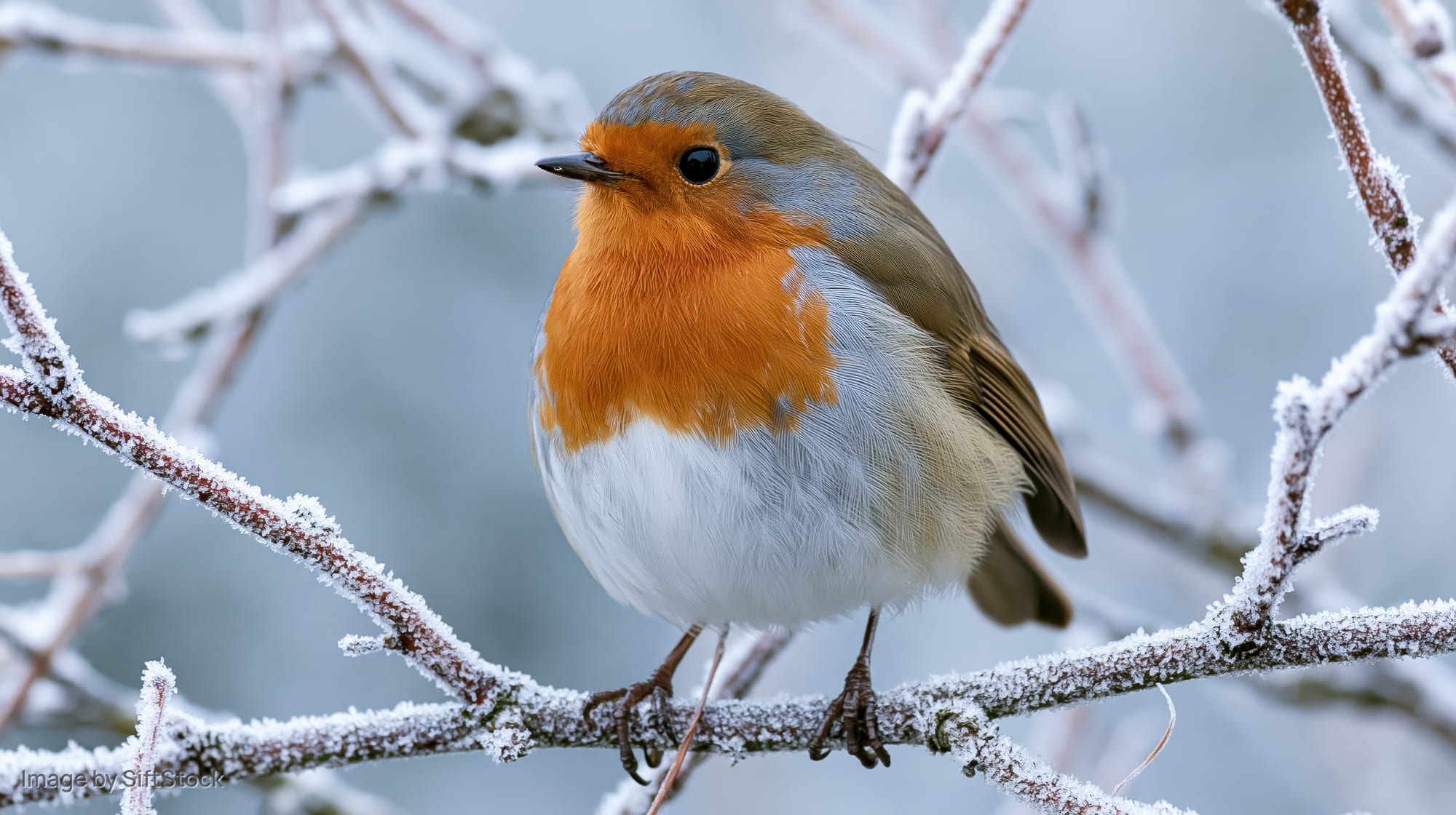 European robin perched on frost-covered branch in winter setting