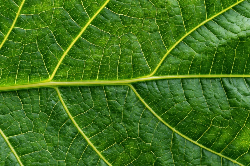 Extreme macro view of a large green leaf showing detailed veins and texture