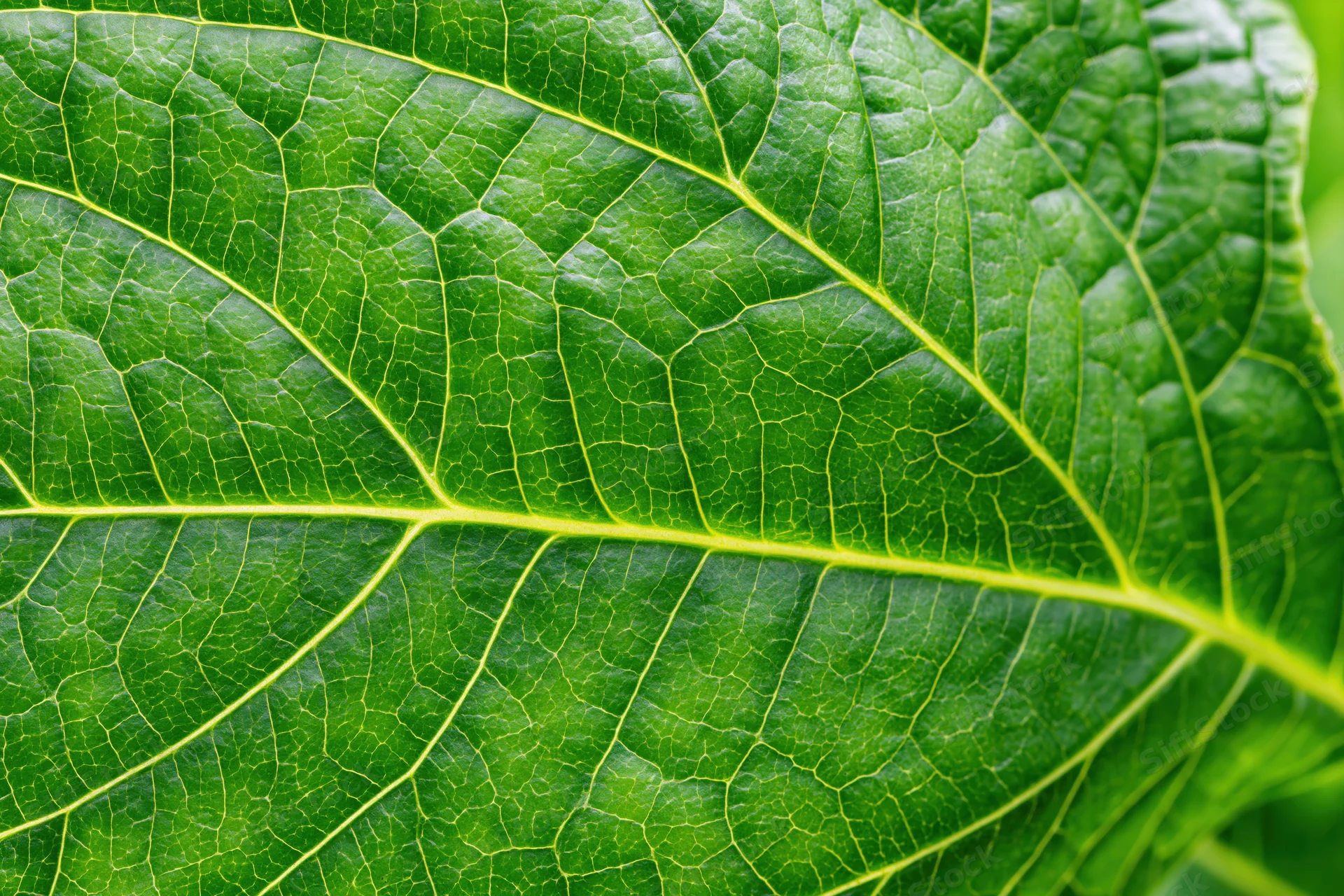 Extreme macro closeup of a large green leaf showing detailed veins and texture