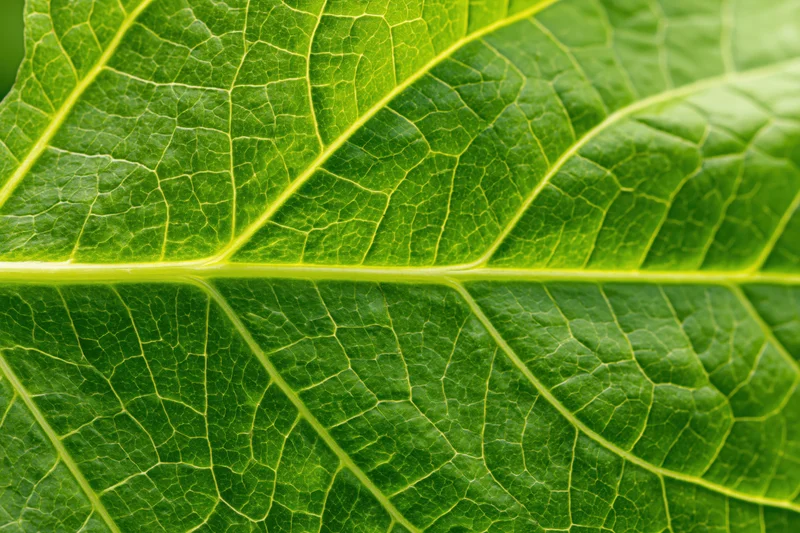 Extreme macro closeup of a green leaf showing detailed veins and texture