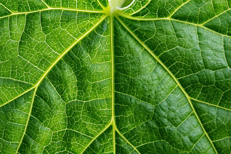 Extreme macro closeup of a large green leaf filling the frame, showing detailed veins and texture