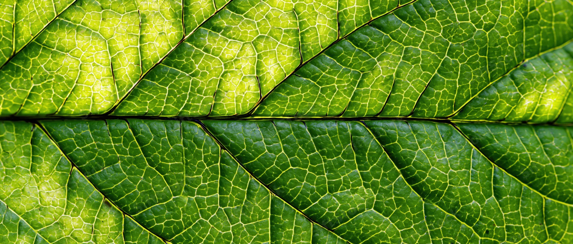 Overlapping green leaves in extreme macro closeup showing detailed vein patterns and natural texture