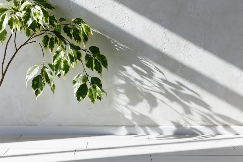 Variegated ficus branch casting leaf shadows on white textured wall in bright sunlight