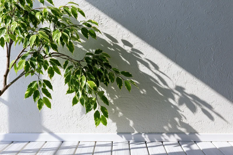 Ficus benjamina branch with variegated leaves casting shadows on a white stucco wall above a wooden deck