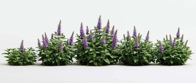 Five flowering shrubs arranged in a horizontal row against a white background