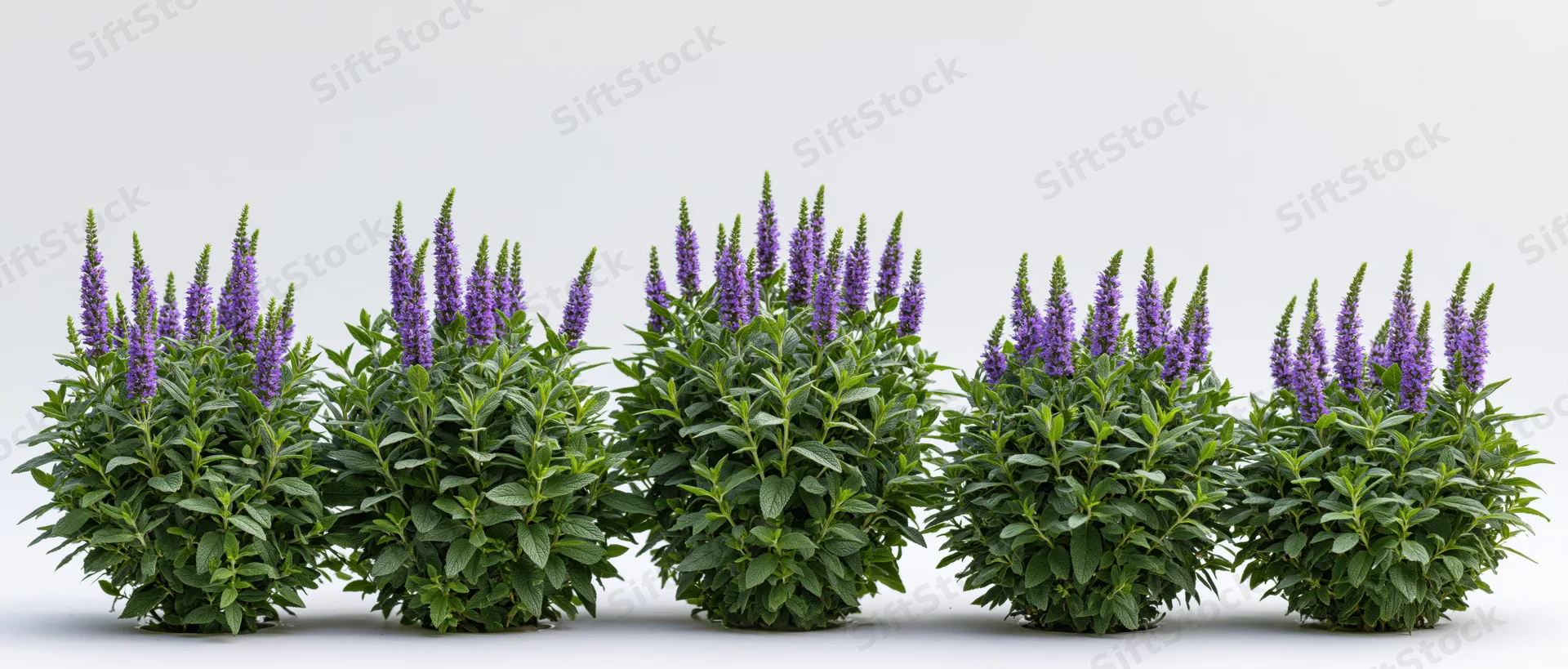 Five flowering shrubs arranged in a row against a white background