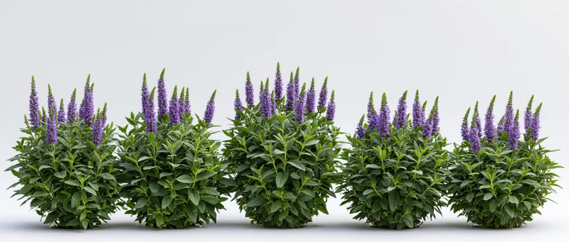 Five flowering shrubs arranged in a row against a white background