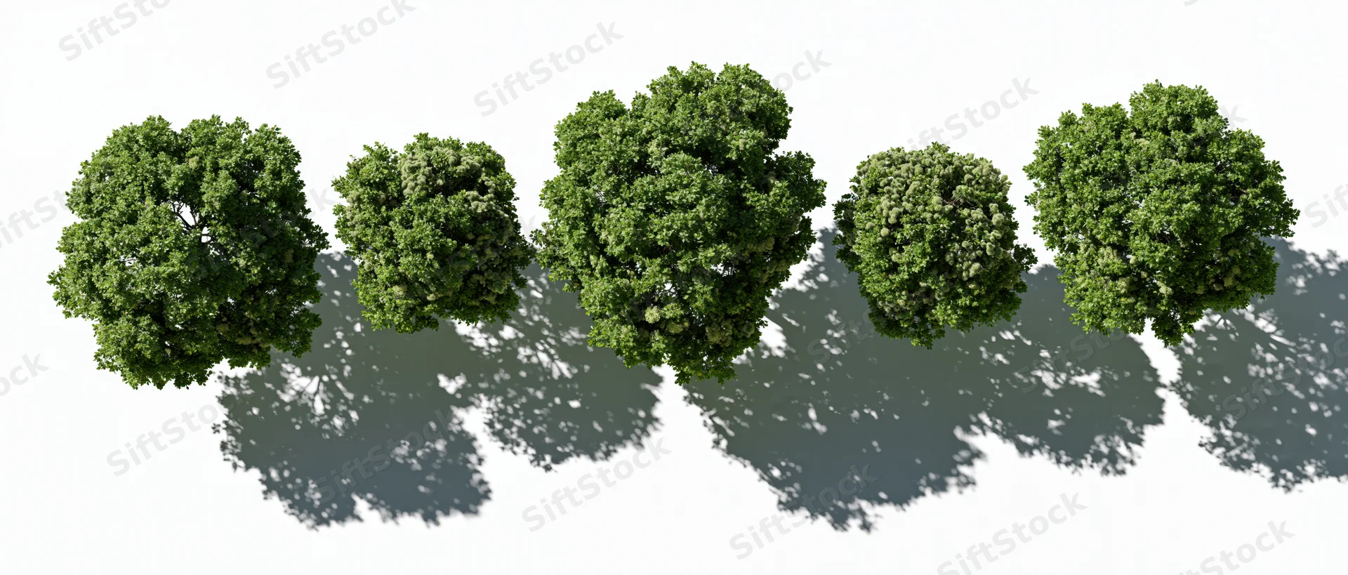 Five green deciduous trees viewed from directly above with shadows on white background