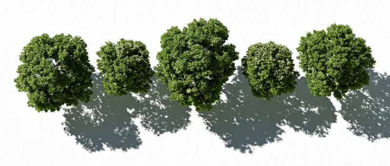 Five green deciduous trees viewed from directly above with shadows on white background