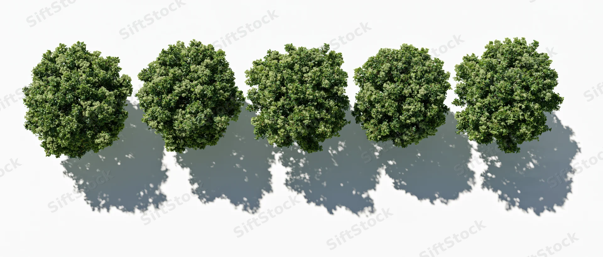 Five green deciduous trees viewed from directly above in a row on white background
