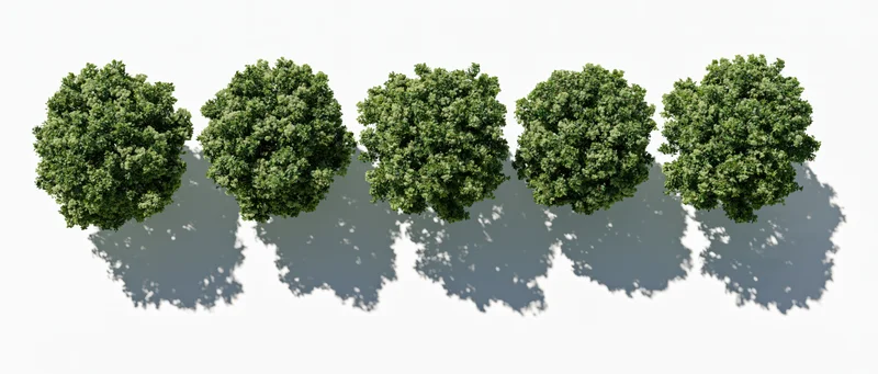 Five green deciduous trees viewed from directly above in a row on white background