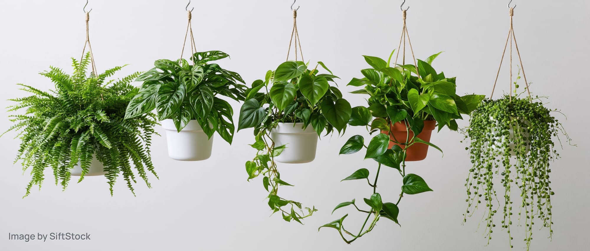 Five hanging houseplants in white and terracotta pots suspended from ceiling hooks against a plain white wall