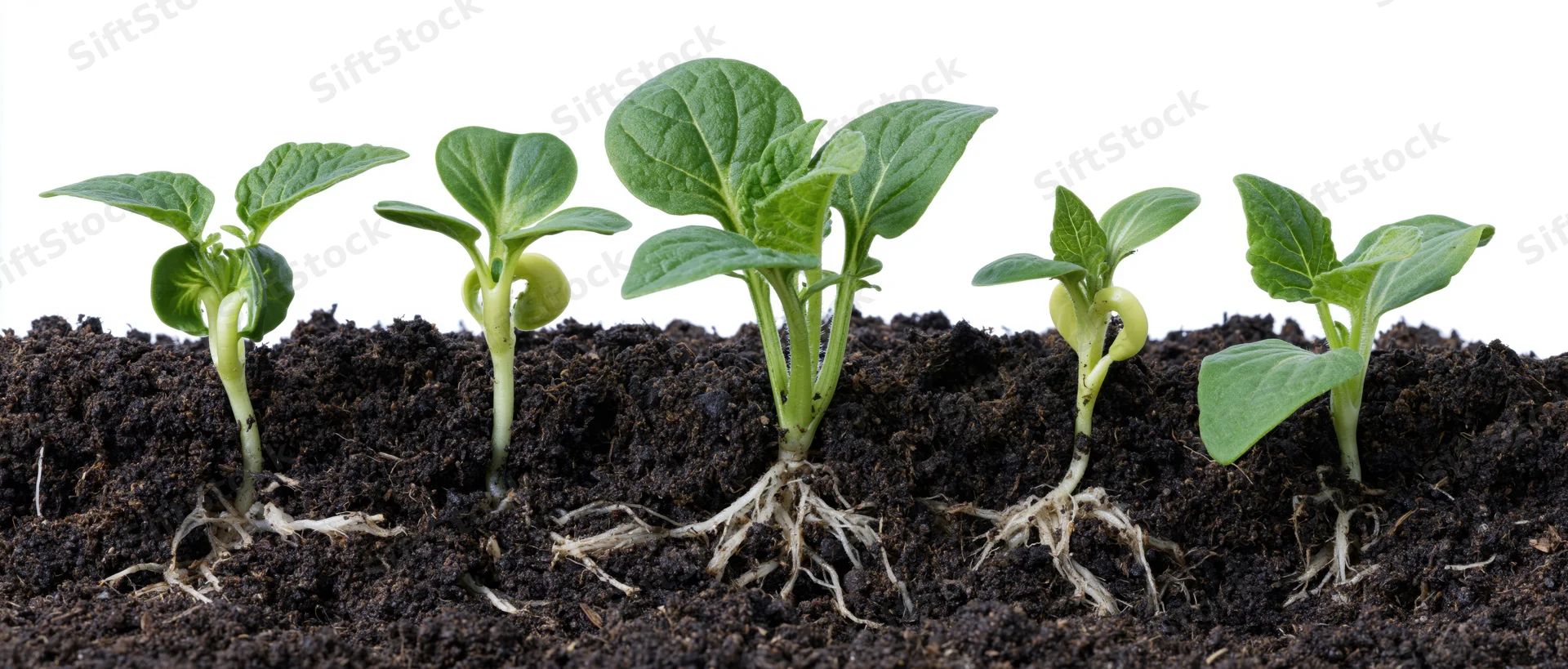 Five seedlings in progressive growth stages emerging from soil with visible roots against white background