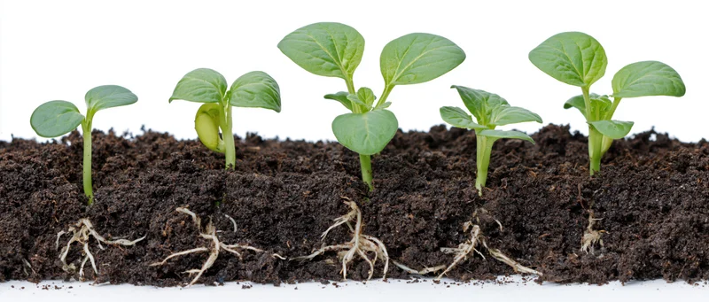 Five seedlings in progressive growth stages emerging from soil with visible roots on white background