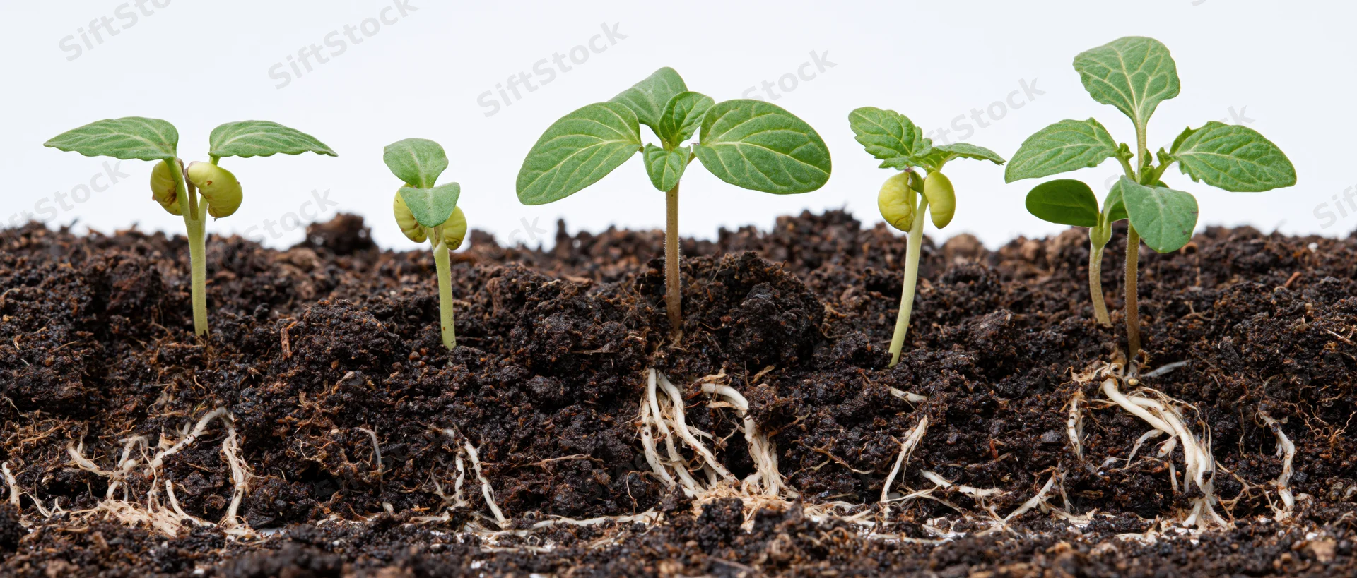 Five seedlings at different growth stages emerging from soil with visible roots