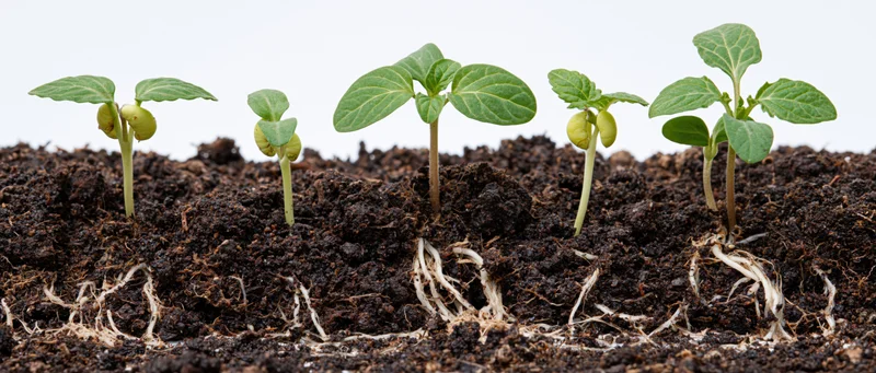 Five seedlings at different growth stages emerging from soil with visible roots