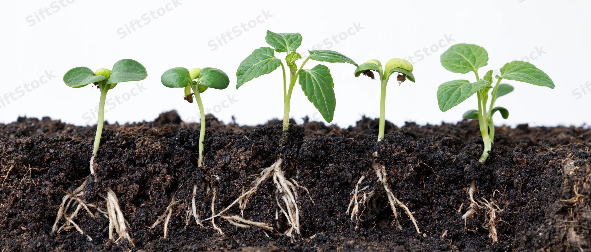 Five seedlings at different growth stages emerging from soil with visible roots against white background